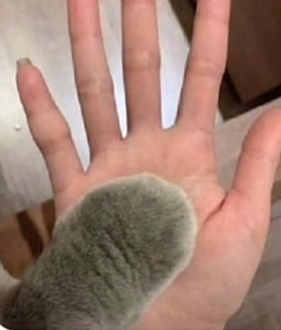 kusatta_wwwwwww's tweet image. じゃんけんで勝ったと思ったら写真判定であいこだったのほんま草