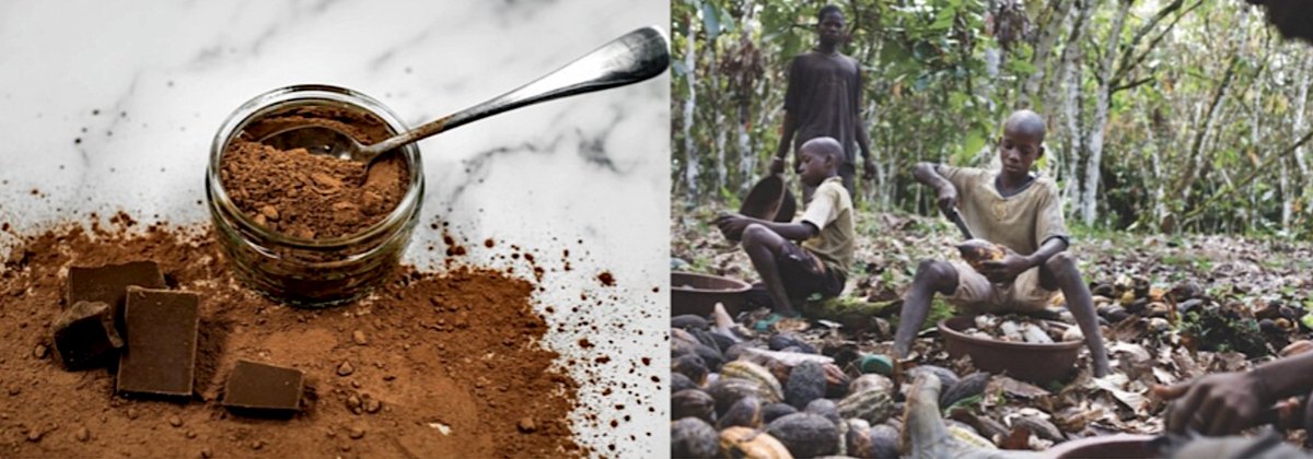 Bibligourmandes's tweet photo. [Conférence] 1er février 2025 - 10h00-13h00 💬  « Le chocolat, une passion coupable ? La face  caché du cacao » - une conférence-débat (suivie d'une dégustation) par notre membre @GillesFumey - avec @SlowFoodFrance 🍫
Les infos : https://t.co/eBYDrxxbIN
#LeChocolat #SlowFood https://t.co/obPS8DRj3a