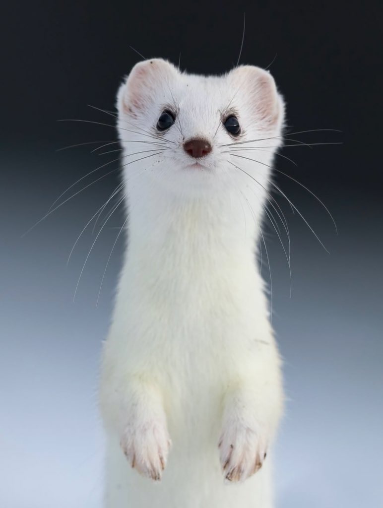 Here we are! And we're not going anywhere! 
Ermine is here to stay and conquer our hearts, so hop on!

For every beginning holds the promise of a story yet to unfold! 

81XXRV3BBR3UCNssE7GFDTPZhucVZi9LHTwu1kdPpump

#ERMINE #CryptoGem