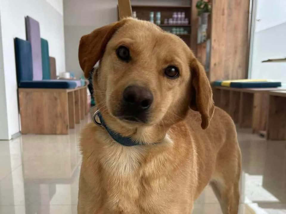 LendAPawRescue's tweet image. Meet Pockie: The Sweet Golden Boy 

Looking for a loyal companion who will love you unconditionally? Pockie is here, and he’s ready to bring warmth, joy, and endless love into your life. This adorable, medium-sized boy may be a little shy at first, but once he trusts you, he’ll…