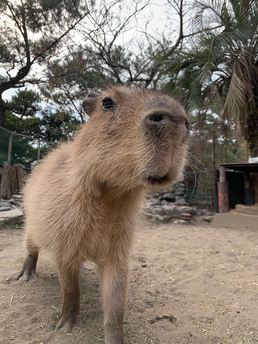 🐭 Happy Birthday 🐭 1月26日は #カピバラ #カシ (♀) の9歳の誕生日