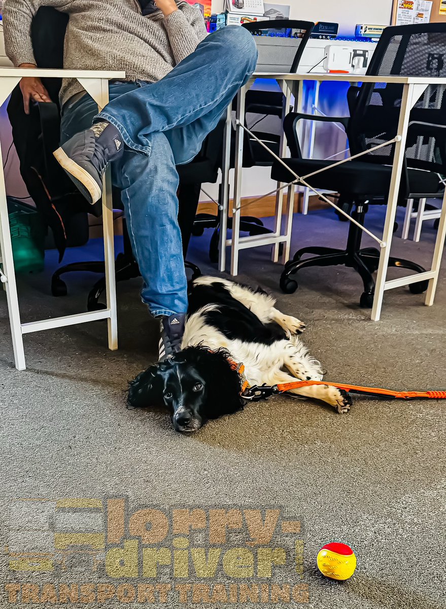 LukeVernon's tweet photo. I think chap on this weekends in person course must be some sort of dog whisperer! This is unheard of for Albert when people are around. In person courses running here in Lampeter every weekend, book now, numbers limited - https://t.co/hsLf6uVp2R #DriverCPC #DriverTraining #Lorry https://t.co/JnW6L9zgBE