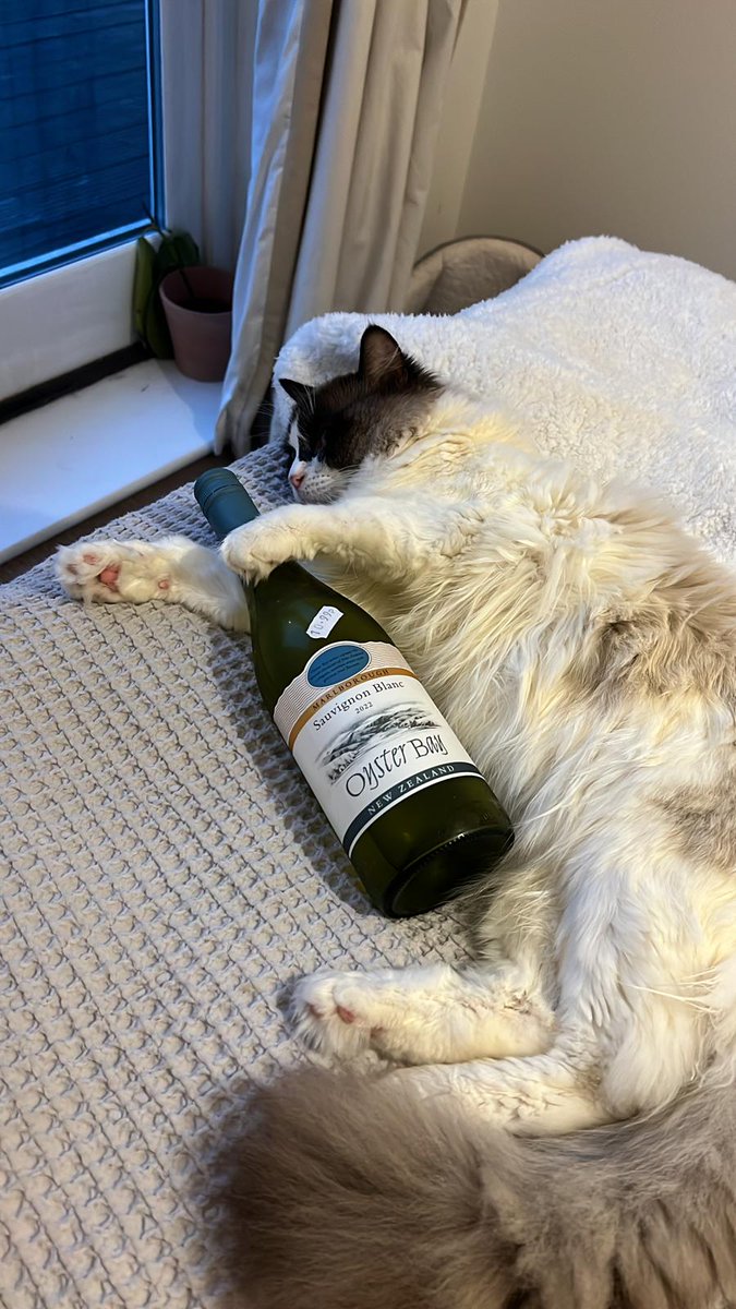 CliveCoin's tweet photo. Cat Wif Wine 🍷
$CLIVE
#memecoin #meme #solana #pumpfun #moonshot https://t.co/aa7e1RMum9