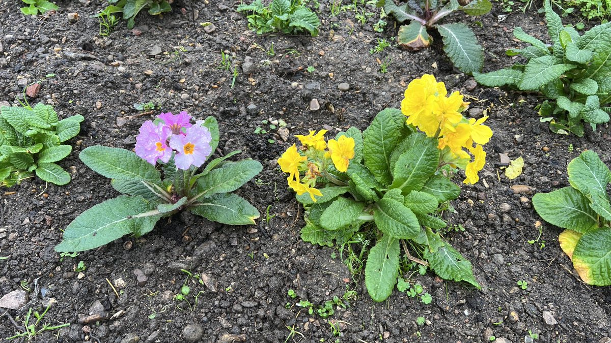 SPUG123's tweet photo. You can’t keep a good flower down. Even in January. More info about South Park here: https://t.co/vWfHjAMk5A .uk https://t.co/dfAeDT8jz8
