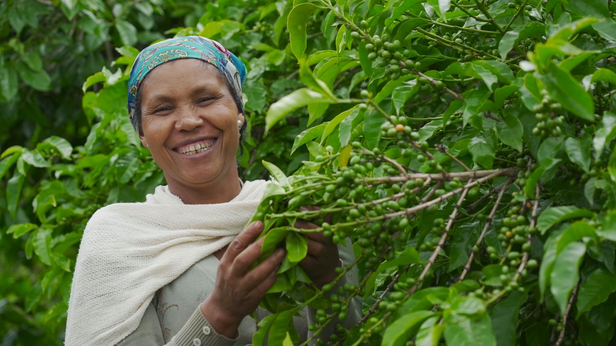 RippleEffectNGO's tweet photo. 🌍 Our ECCO project in Ethiopia has concluded, and the results are remarkable!

🍽️ 93% of families are food secure (up from 0.6%).
💧 94% have safe drinking water.
👩‍⚖️ 65% of women now lead in self-help groups.

Read the full story of transformation 👉 https://t.co/KFEIYff2Px https://t.co/BPgcvaWJwy