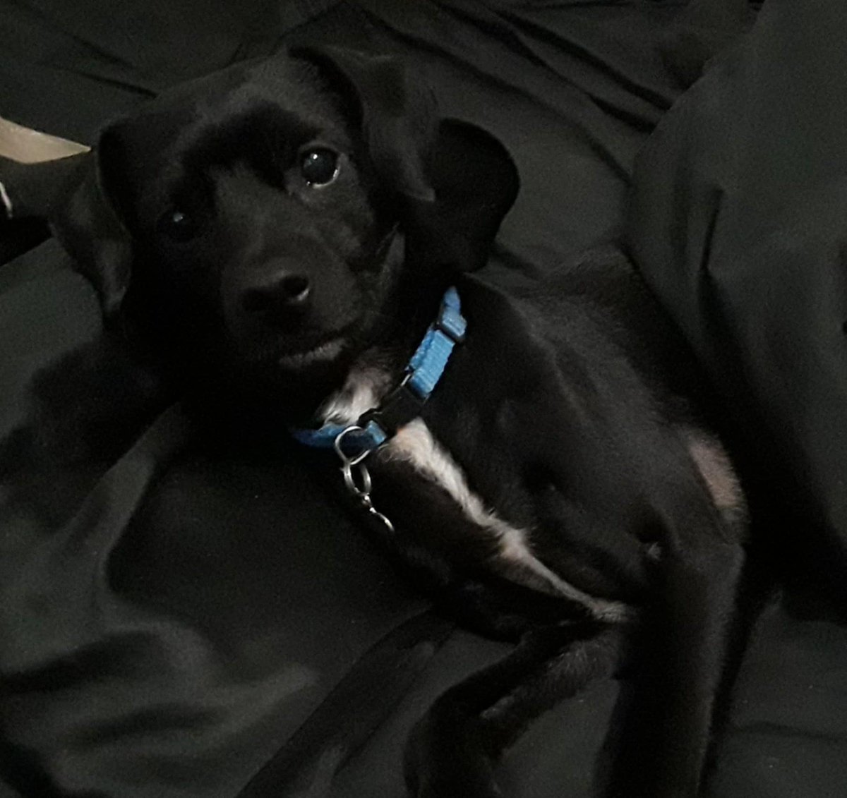 FinnellJoey's tweet photo. @NatashaCL7 Here's my adorable little dude. His name is Buddy. https://t.co/J8zosxUEFW