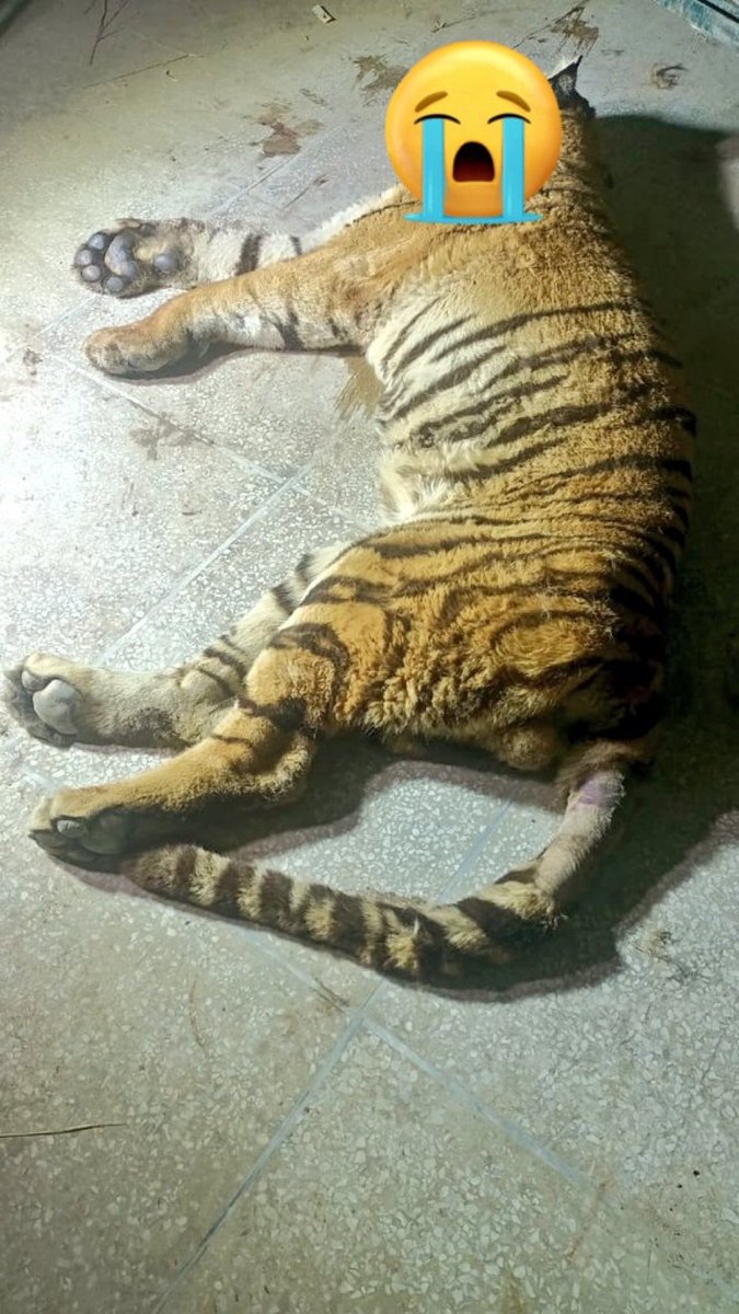 We pleaded help for 7 year old Bengal tiger Bahawalpur Zoo Treatment History:It was under symptomatic treatment for gastroenteritis and kidney infection. He passed away in a squeeze cage alone on a slab of concrete 😭 <a href="/Marriyum_A/">Marriyum Aurangzeb</a>