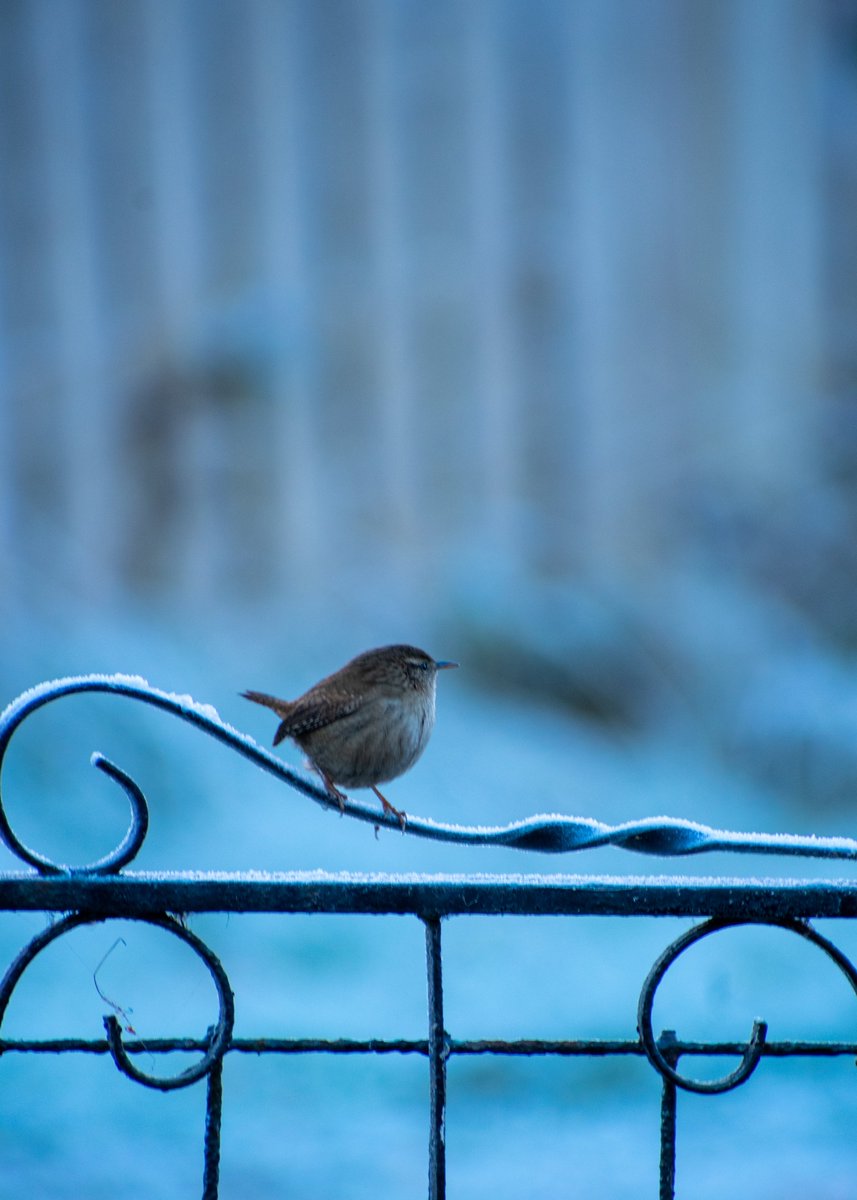 George_Billo's tweet photo. Frosty mornings and tiny visitors 🐦❄️ A wren perched on a winter railing. #wintervibes  #birdwatching  #naturelovers  #wildlifephotography  #BirdsOfTwitter  #frostymorning #winterbirds  #naturebeauty #seasonalvibes #WinterWonderland  #birdphotography  #outdoorlife https://t.co/yIr1sotOUq