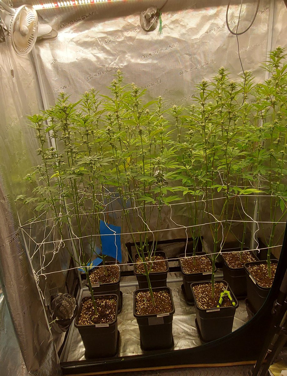 Defoliating the 24-00-05 in test for <a href="/beleaf_cannabis/">BeLeaf Cannabis</a> in the 2x4 with the FC-4000evo <a href="/MarsHydroLight/">Mars Hydro | Since 2009</a>
All together is fiyaaaa 
👉💥💯🔥🐐
Beleaf genetics are crazy don't be slow to try his work 💪💪💪
<a href="/BeleafSpark/">Spark1033</a>