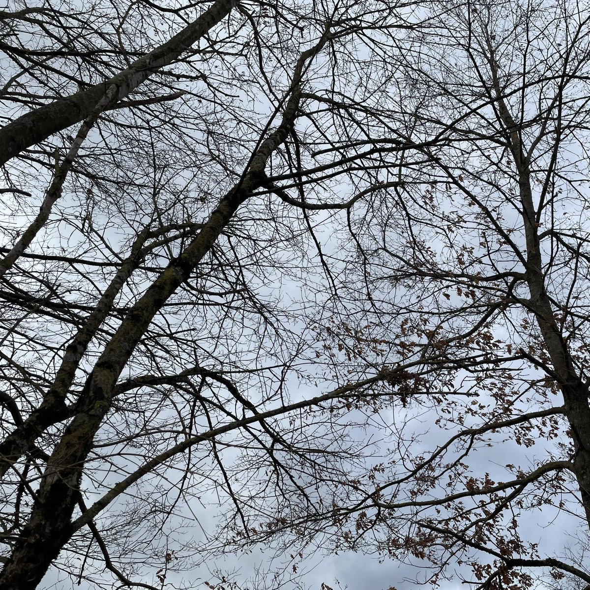 cavaliere61's tweet photo. Era molto tempo che non camminavo nella natura @PianadelCavaliere il tempo non è dei migliori ma i miei amici mi attendevano https://t.co/AC2boLOSFN