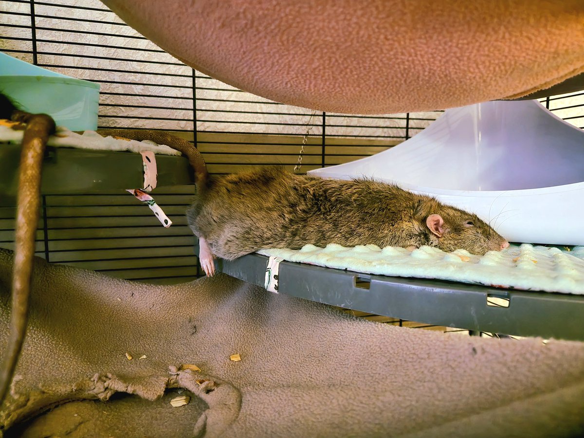 rats_ambassador's tweet photo. Плавное перетекание крысы с полки на полку https://t.co/eFBssgR5Ee