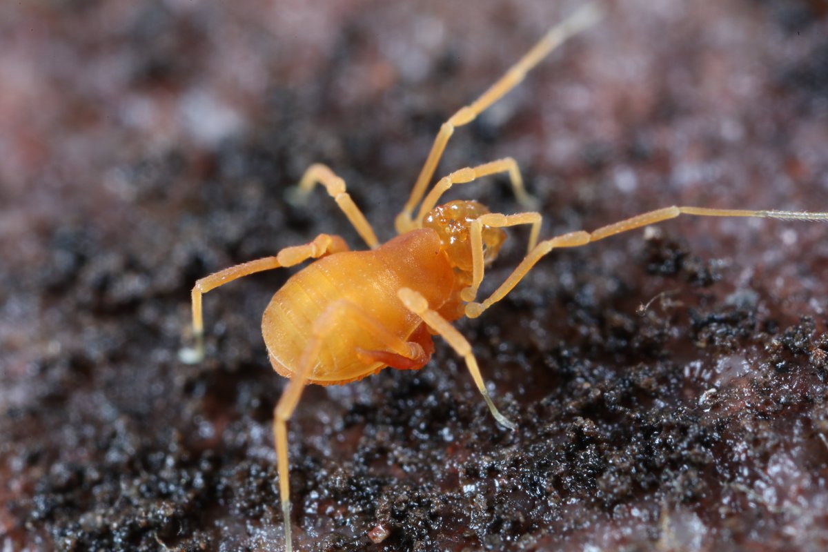 The orange harvestman Scotolemon doriae was first discovered in the UK in Plymouth in 2017. I found it in Bristol in 2023 and it seems to be popping up in different places in the city now. Checking under rocks in wet winter weather seems to be a great way of finding them.