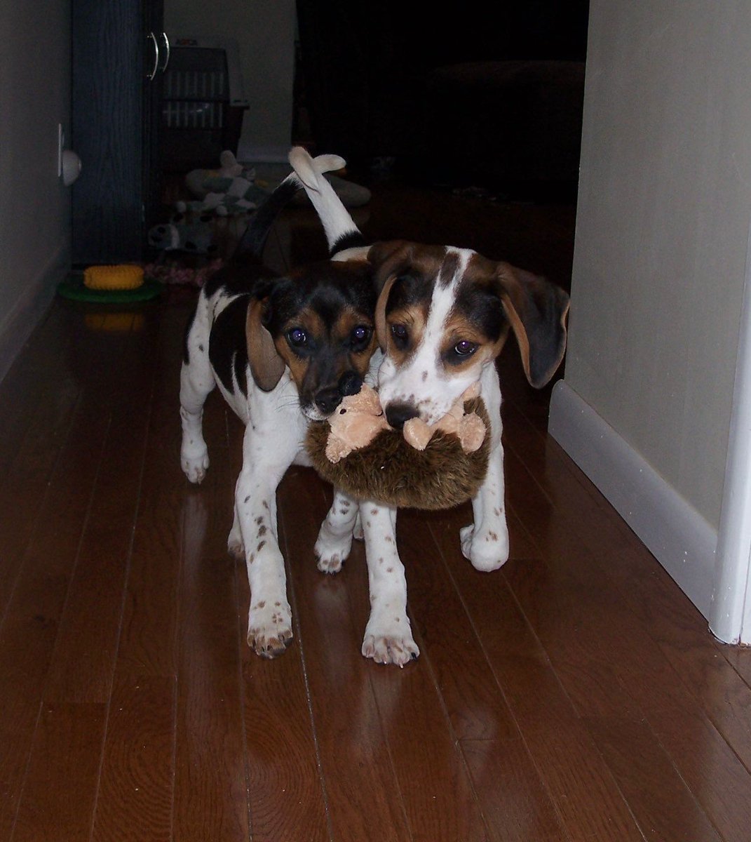 Beagle Facts (@beaglefacts) on Twitter photo Our latest measurements indicate the #beagle finds a toy 73.3% more desirable when it is possessed by someone else. #beaglefacts
📷 <a href="/shannigoss/">Shannon Goss</a> / Twitter Our latest measurements indicate the #beagle finds a toy 73.3% more desirable when it is possessed by someone else. #beaglefacts
📷 <a href="/shannigoss/">Shannon Goss</a> / Twitter