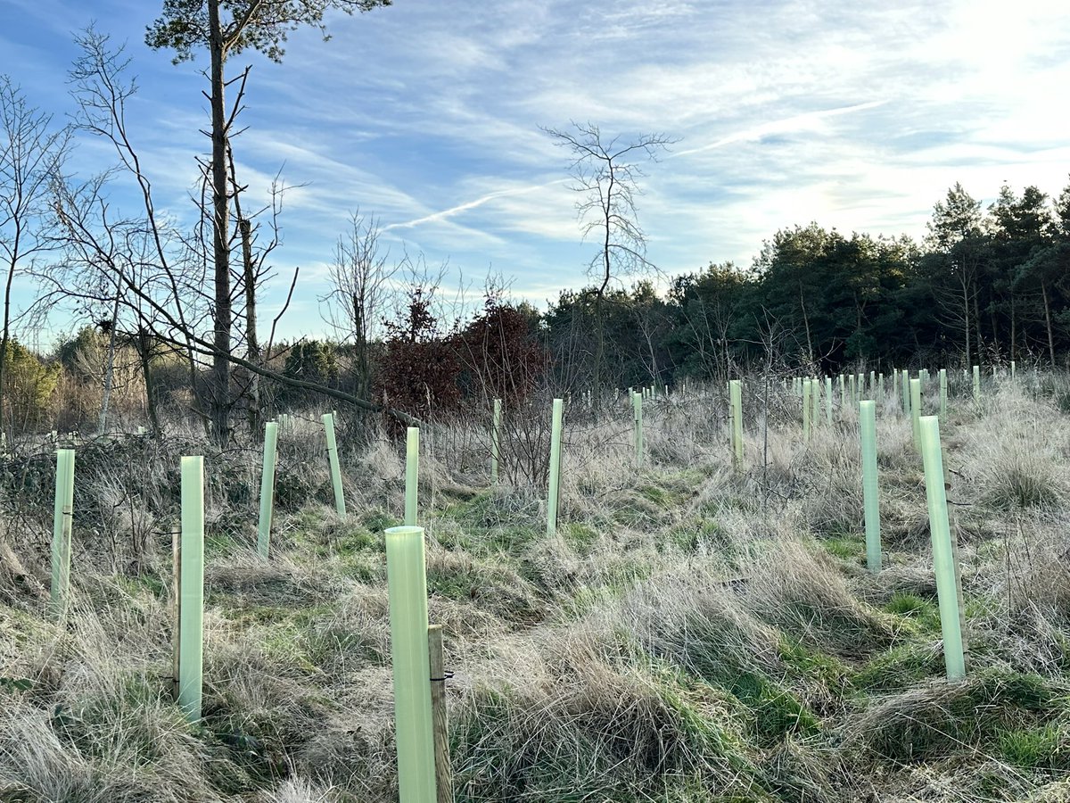 A huge thank you to the 8 volunteers who attended this morning’s tree planting session. We managed to make a good start planting all the Scots Pine whips and a few other species.

We will continue our planting sessions on the 8 &amp; 9th February. 

The remaining species consist of: