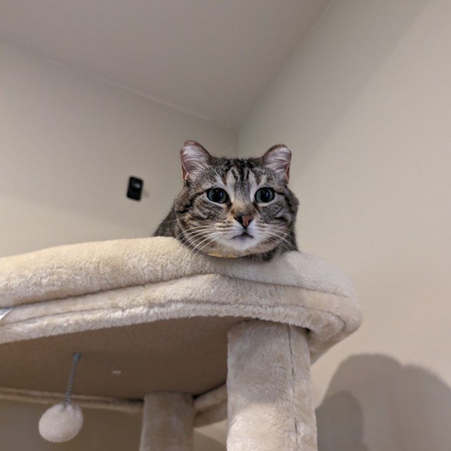 salveboccaccio's tweet photo. i have some debts to pay

anyone interested in buying this cat? https://t.co/u2xNwIaPU4