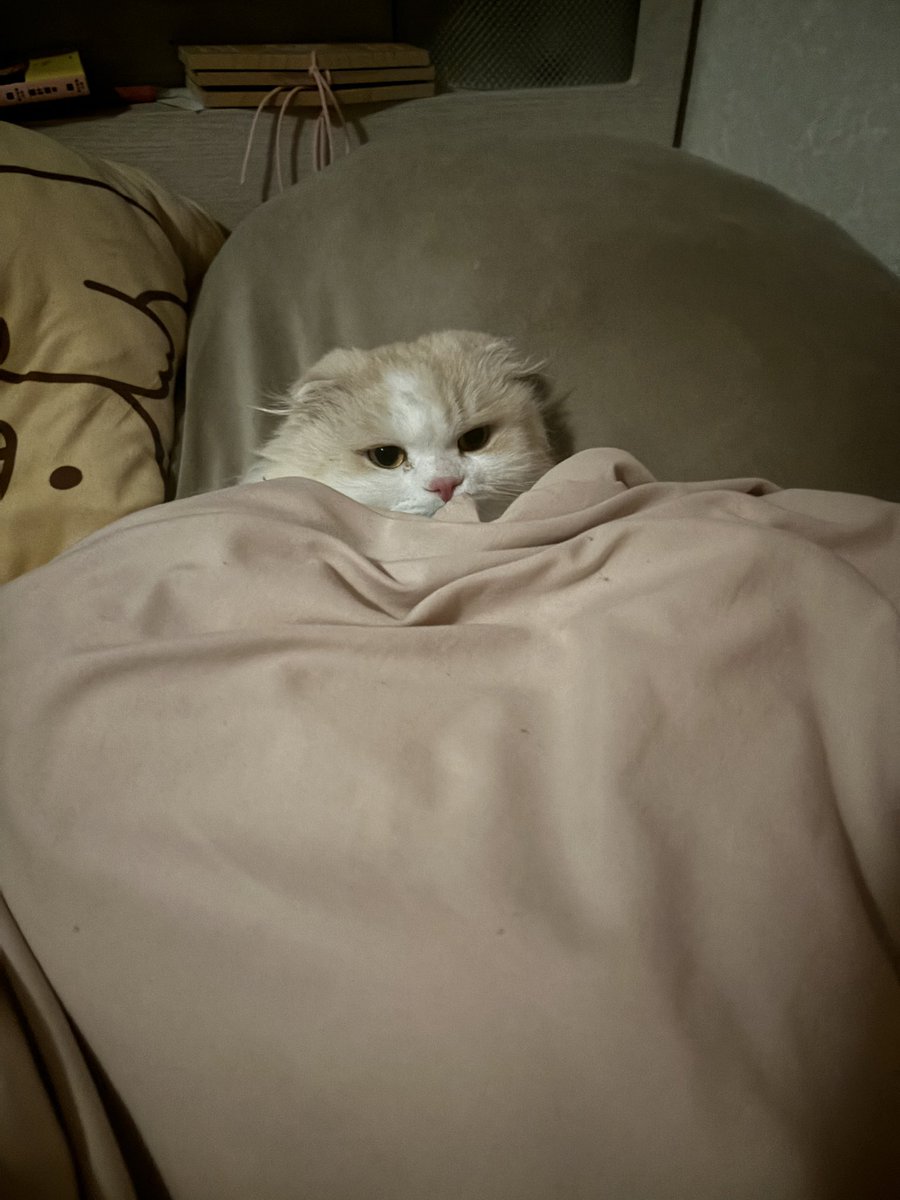 彼氏面してベッドで一緒に寝ます😴
 #猫のいる暮らし