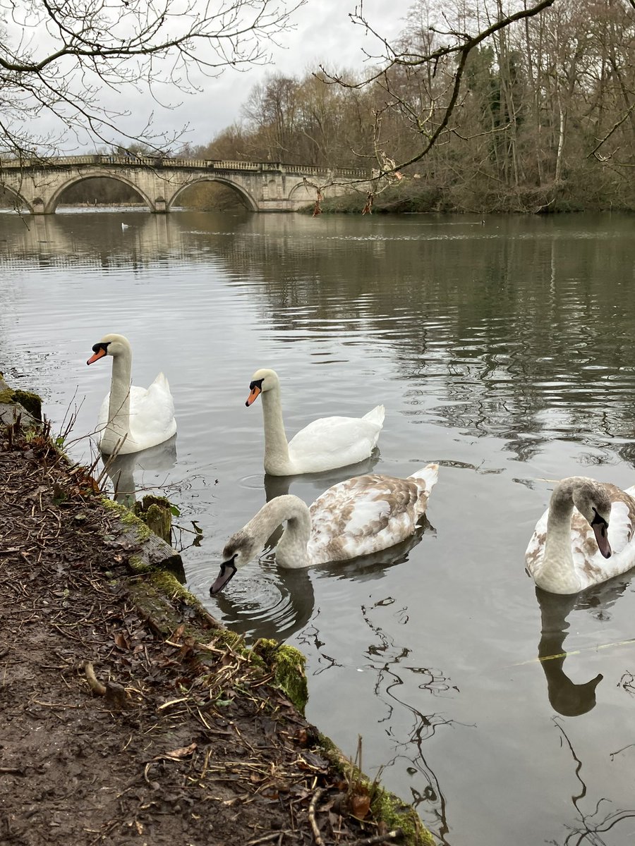 DianeReeves777's tweet photo. Day out at @NTClumberPark #Clumber Park
Caught up with the snowmen we missed out last time plenty of birds too๐ฅฐ๐โค๏ธ https://t.co/rOnE5WSzGj
