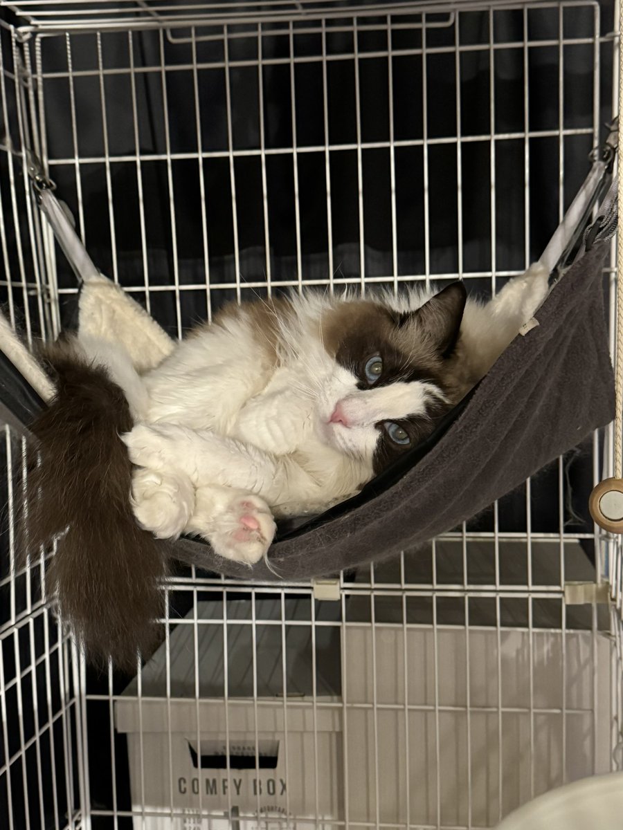 ラグドールちゃん可愛い😍