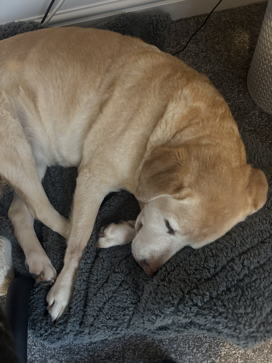 PrestonCharli's tweet photo. @ClarksonsFarm1 Millie (the lab) and Max https://t.co/Kg9DY5QPoO