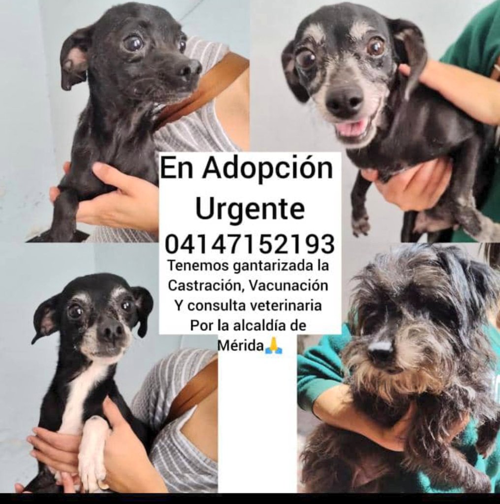PerroUsuario's tweet photo. Buscan hogares responsables,  Mérida Venezuela RP @Mary_Jar: Mérida! Atención! Buscamos casita para estos angelitos! https://t.co/5b5EsgRLqT