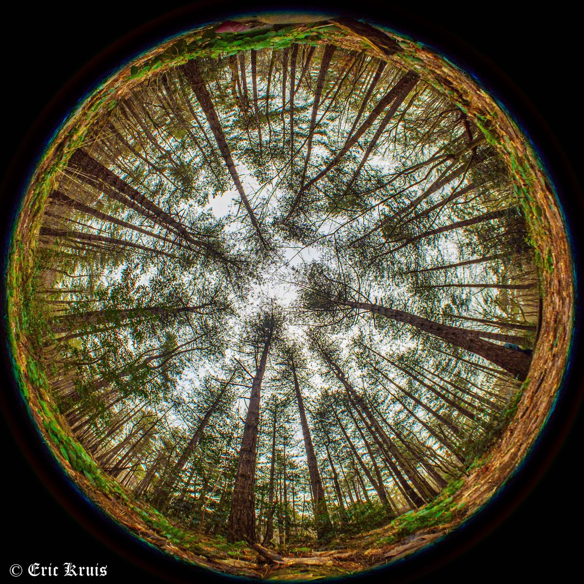 Fisheye forest

#photography #photographer #photographylovers #photo #photolovers #m43 #microfourthirds #nature #naturephotography #naturelovers #naturelove #outdoor
