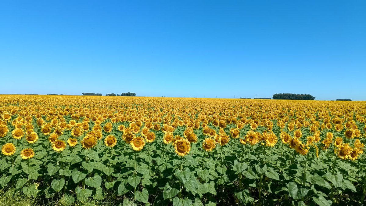 El último girasol sembrado, en floración plena.
Zona de Adolfo Gonzales Chaves.