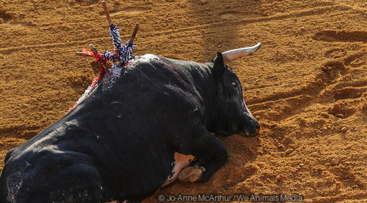 marillion13's tweet photo. Please sign/share to urge mayor Verónica Delgadillo to prohibit #Bullfights #Corridas in Guadalajara.
#BullfightsAreBullshit, not a culture heritage or a tradition.
🤬🤬🤬
https://t.co/HHtSAoDxWO
@PETA_Latino @PETAUK @PETANederland @PETADeutschland https://t.co/BrdosCABeM