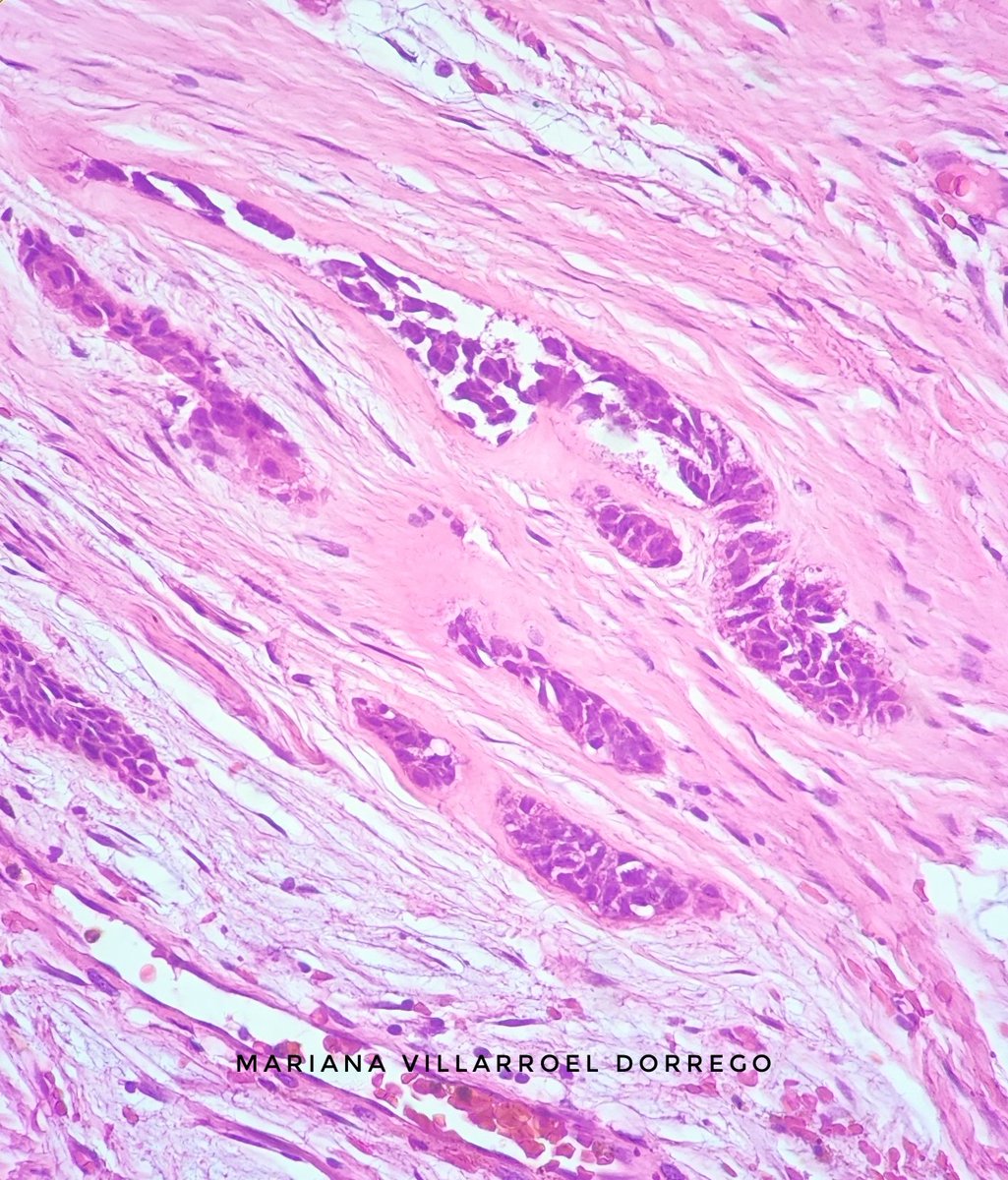 Reportes Villarroel tweet media