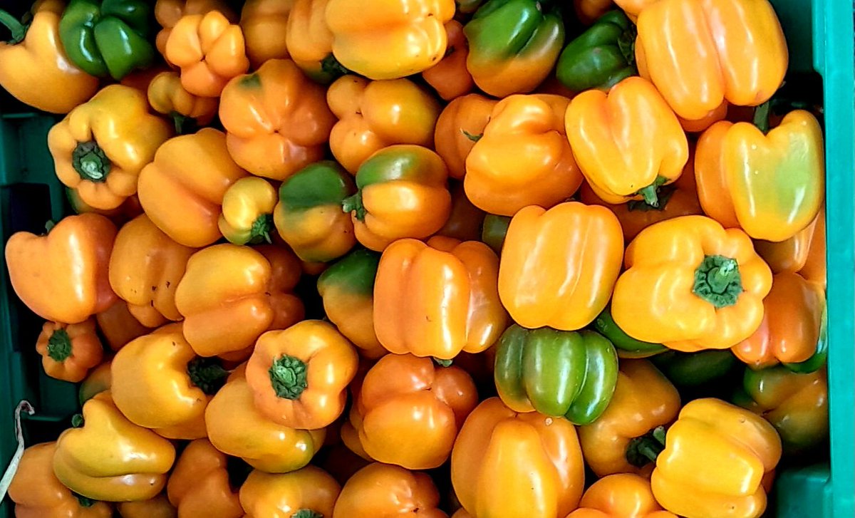 ThompsonJumoke's tweet photo. Yellow Bell Pepper 🫑.
Yellow bell peppers are another delightful variety of bell peppers, known for their bright color and sweet, juicy flavor. They are a great addition to a variety of dishes.
#yellowbellpepper https://t.co/8YZOvceTTT