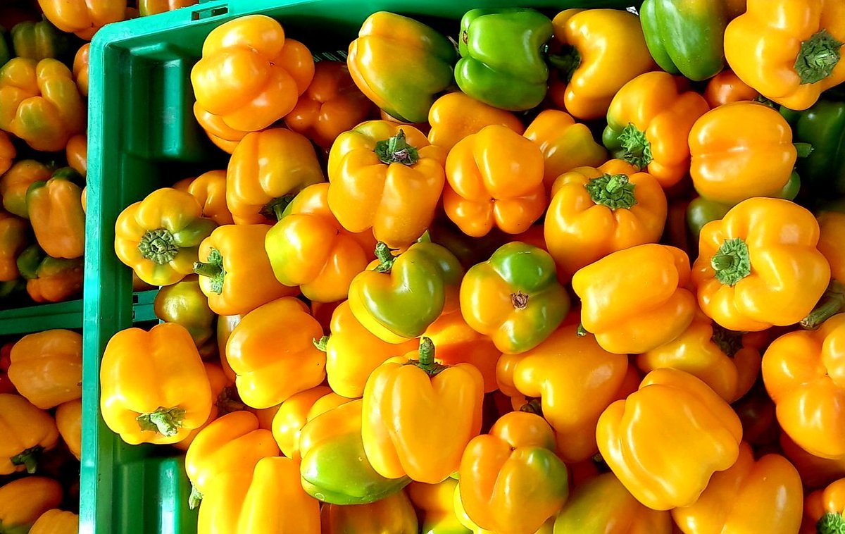 ThompsonJumoke's tweet photo. Yellow Bell Pepper 🫑.
Yellow bell peppers are another delightful variety of bell peppers, known for their bright color and sweet, juicy flavor. They are a great addition to a variety of dishes.
#yellowbellpepper https://t.co/8YZOvceTTT