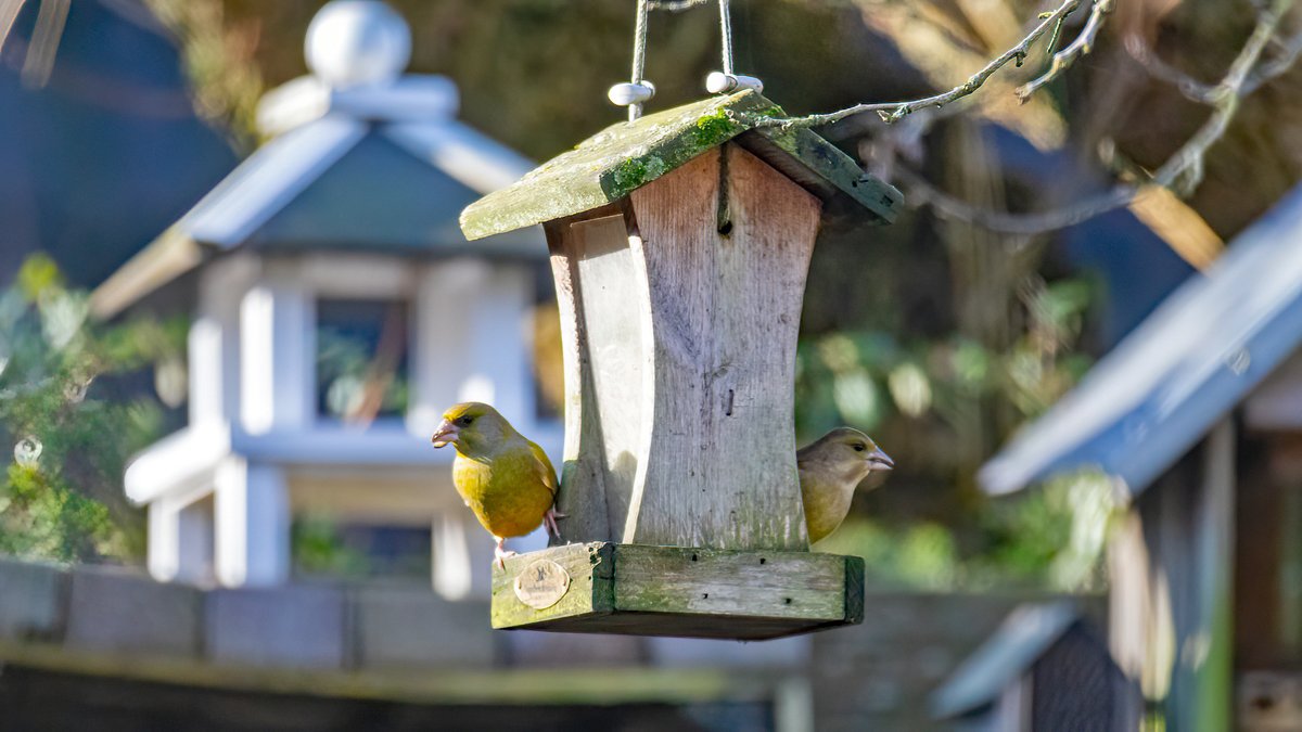 StormjagersNL's tweet photo. Nationale Vogeltelling 2025: 4 Vinkjes, 6 Koolmezen, 2 Pimpelmezen, 1 Roodborstje en 3 Merels ๐ธ#vogelbescherming #Hellevoetsluis #Roodborstje #Vinkjes #Mezen @vogelnieuws @EdAldus https://t.co/lTBrshkGnt