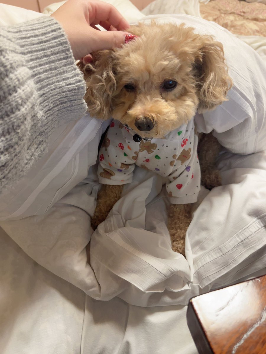 Run_Run66's tweet photo. #とりあえずほんとに可愛い
#全保護犬猫
#トイプードル アプリコット ホワイト
#マンチカン キャリコ柄 https://t.co/8s76i5wUgw