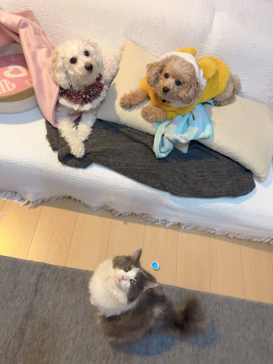 Run_Run66's tweet photo. #とりあえずほんとに可愛い
#全保護犬猫
#トイプードル アプリコット ホワイト
#マンチカン キャリコ柄 https://t.co/8s76i5wUgw