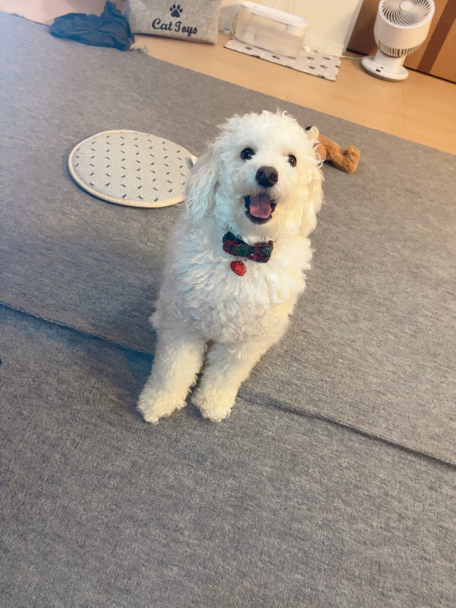 Run_Run66's tweet photo. #とりあえずほんとに可愛い
#全保護犬猫
#トイプードル アプリコット ホワイト
#マンチカン キャリコ柄 https://t.co/8s76i5wUgw