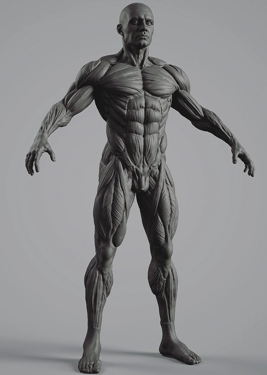 Anatomy practice. I've recorded the process as a free tutorial coming soon. #characterart #zbrush #anatomy