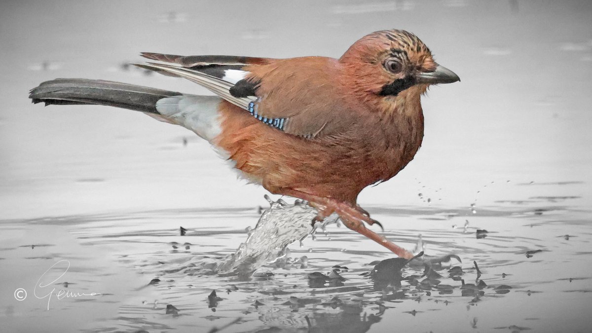 Eurasian Jay after a bath, Rostellan, Co. Cork.