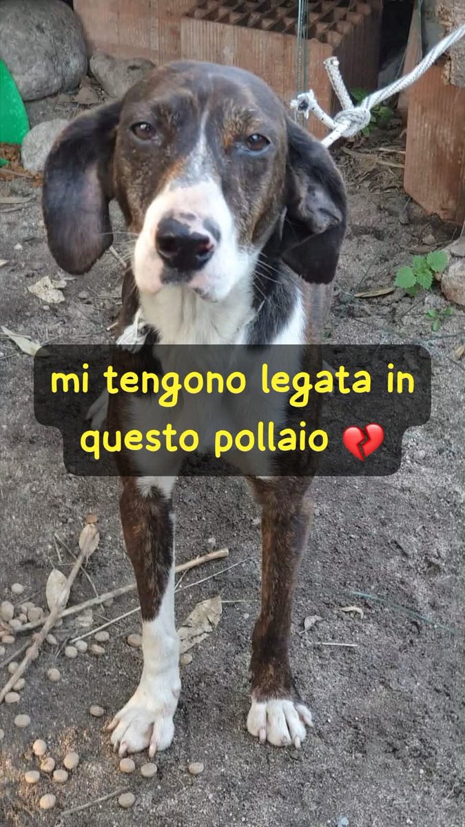 Tiziana Allasia tweet media