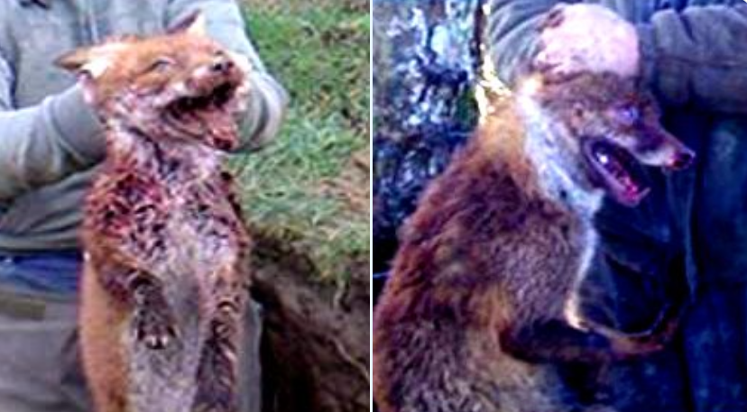banbloodsports's tweet photo. Foxes who try to escape underground during cruel fox hunting are dug out and brutally killed. It's time for Ireland to outlaw this barbarity. Join us in urging @MichealMartinTD @SimonHarrisTD to finally #BanFoxHunting https://t.co/XUasuihBPq #Ireland #AnimalCruelty https://t.co/eiTjTZha3h