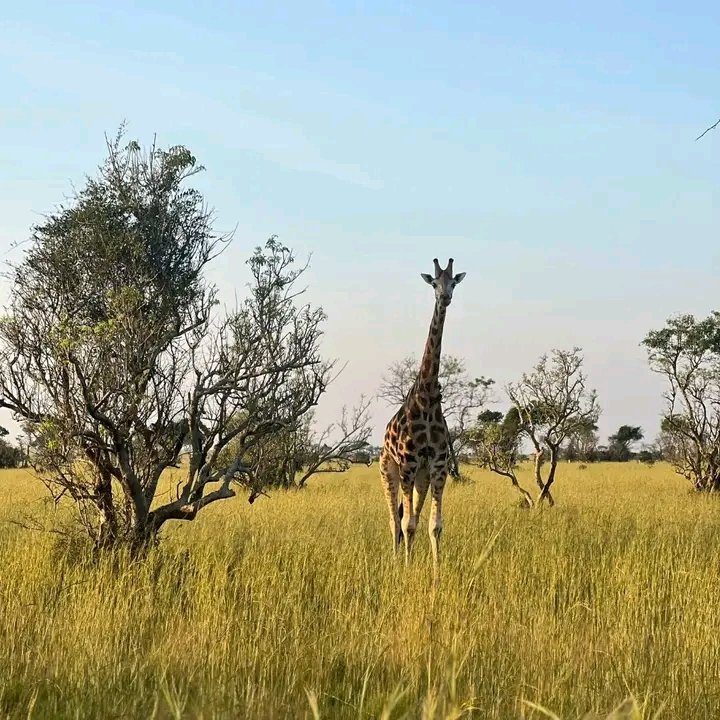 Primate Holidays tweet media