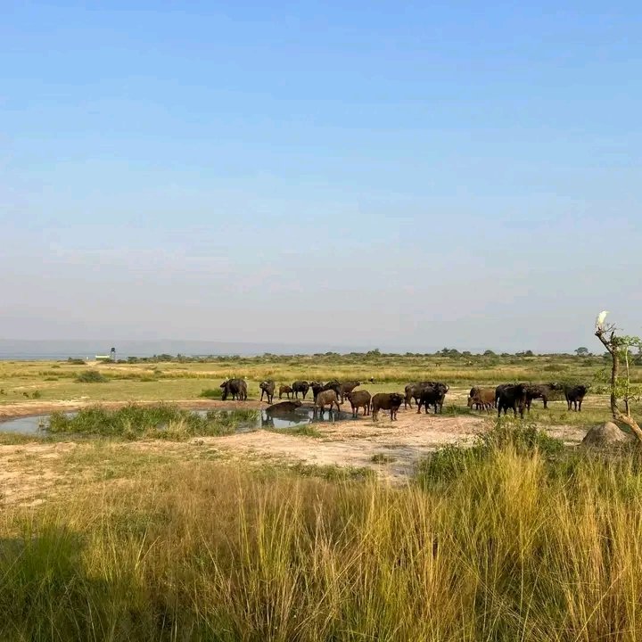 Primate Holidays tweet media