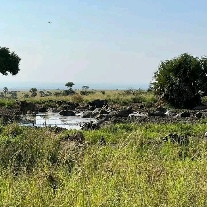 Primate Holidays tweet media