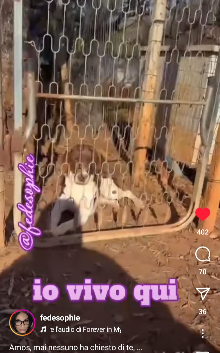 Qua la Zampa tweet media