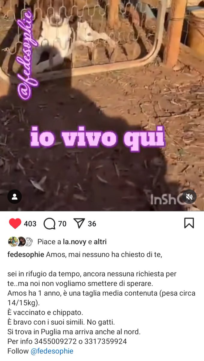 Qua la Zampa tweet media