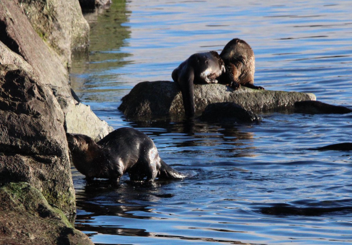 Well Odie’s Adventures wouldn’t be complete without new pictures of them eagles again and now a family of sea otters! You won’t hurt mine feelings if they bore you like they do me.😏😂
#SundayVibes 
#dogs #dogsoftwitter #dogsofx