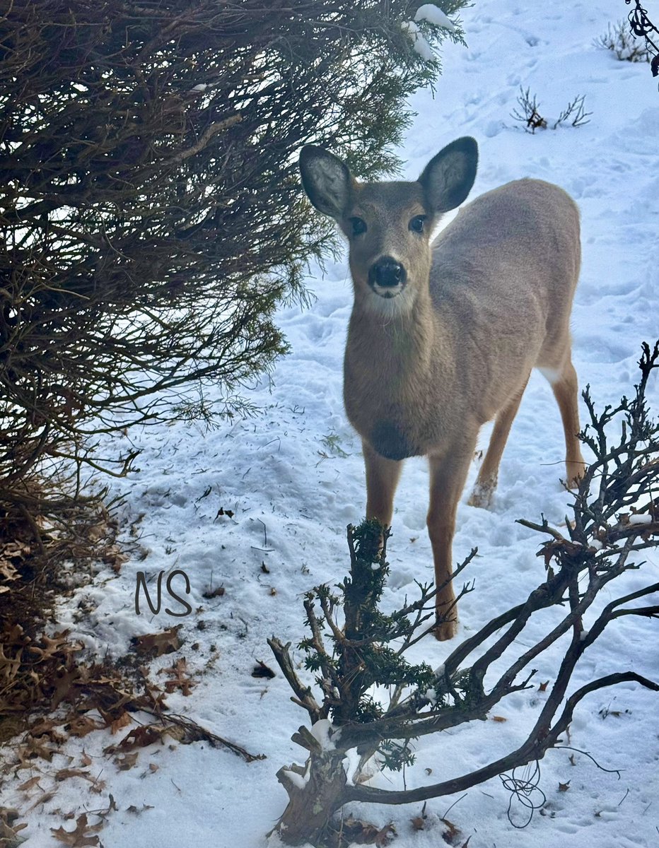 nsaidian's tweet photo. My coffee date is back 👀 🦌🥰

#HappySunday #CoffeeTime ☕️
#PeaceAndLove 🕊️ https://t.co/5c4RwHslY9