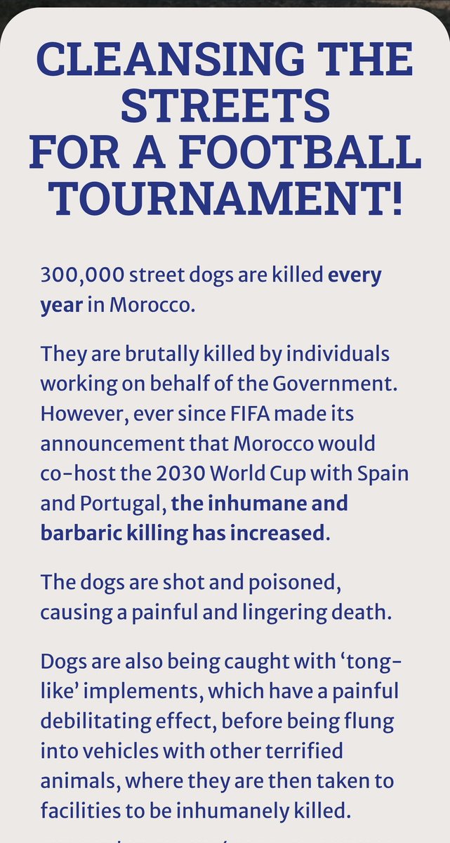 n3lly6's tweet photo. Stop the dog genocide in Morocco!
Please sign! 
https://t.co/MdaIX3sWvS https://t.co/HVvavidrtj