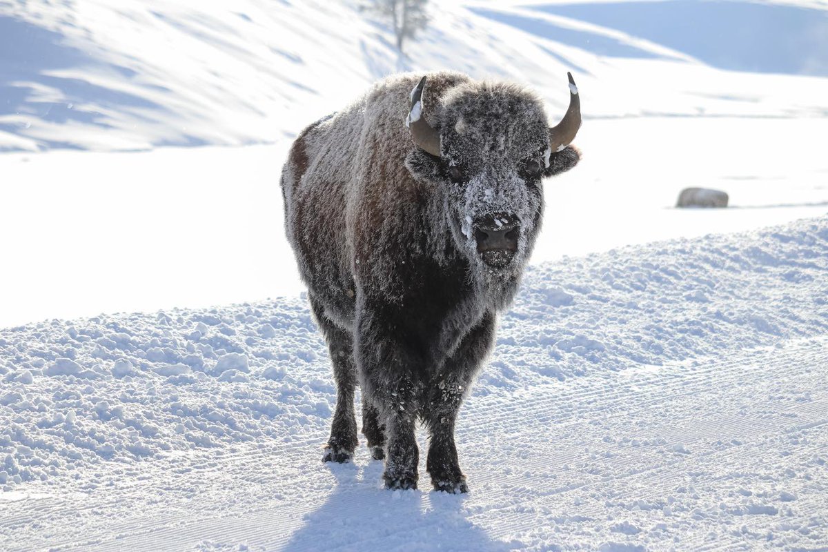 National Park Service (@natlparkservice) on Twitter photo Ice, Ice Bison…
Alright, stop! Ungulate and listen. The bison’s back with a brand-new admission.
It’s cold. Ice, Ice Bison…
Alright, stop! Ungulate and listen. The bison’s back with a brand-new admission.
It’s cold.