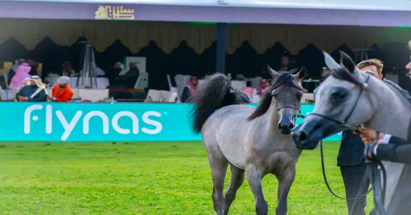 Taf3olTrends's tweet photo. "Flynas" is an air carrier for the "Prince Sultan bin Abdulaziz International Arabian Horse Festival" as part of its support for events related to purebred Arabian horse sports

@flynas

@PSAIAHF 

#Fly_nas https://t.co/1DIIbv3sZi