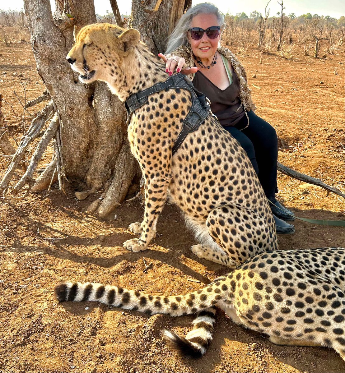 Time is a precious thing, book a trip with us and waste it wisely😉.

#elecheetah 
#animalconservation
#TravelZimbabwe 
#visitvicfalls