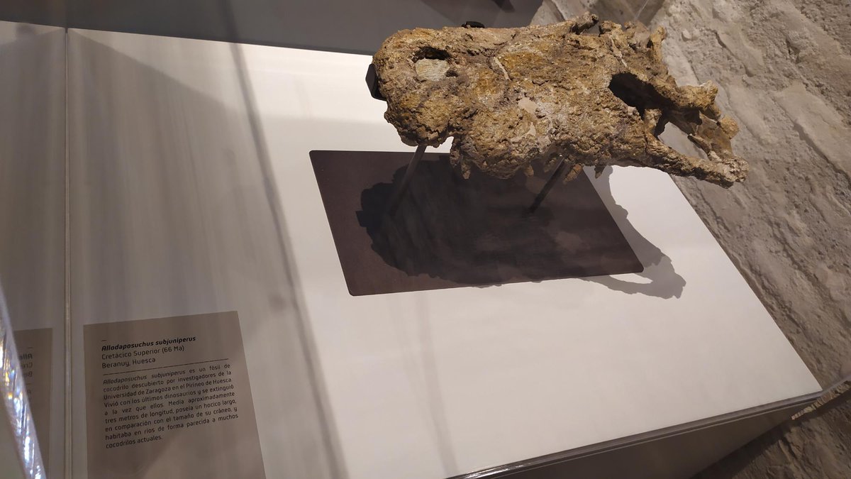 ¿Conoces el <a href="/museonat/">Museo Ciencias Naturales UZ</a> de Zaragoza?
🦖 Ahí encontrarás piezas de la comarca de #Ribagorza como los huesos fósiles del Arenysaurus (Arén), y otros fósiles de dinosaurios y cocodrilos del valle del Isábena.